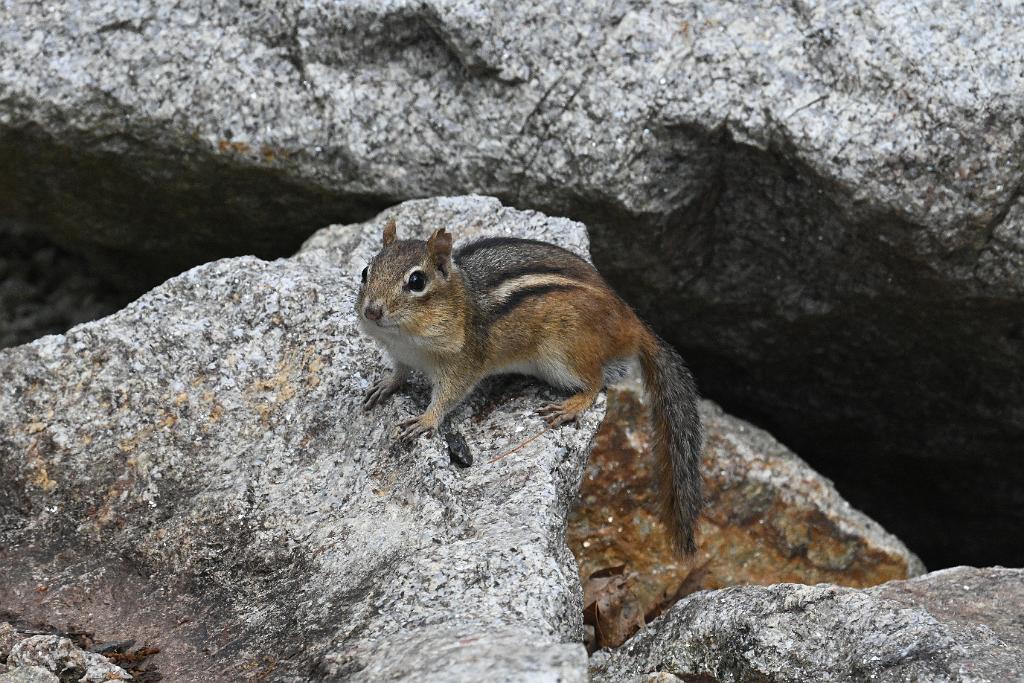 3035-05268665 Tower Hill Botanic Garden, MA.JPG - Eastern Chipmunk. New England Botanic Garden at Tower Hill, MA, 5-26-2025
